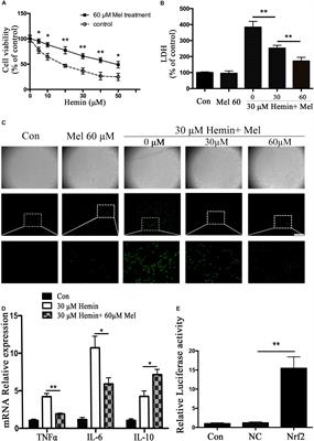 Melatonin Prevents Mice Cortical Astrocytes From Hemin-Induced Toxicity Through Activating PKCα/Nrf2/HO-1 Signaling in vitro